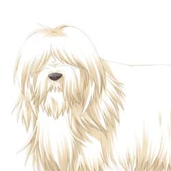 Wanko
