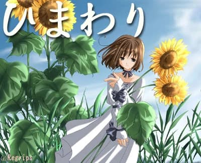 ひまわり