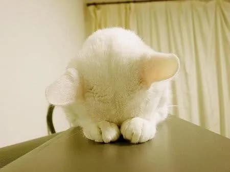 Schrödinger's Cat